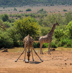 Giraffes at Pilanesberg, South Africa