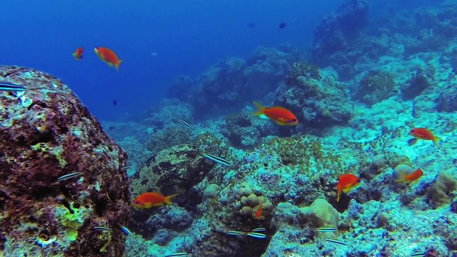 colorful grouper