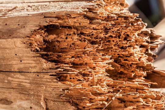Holzschaden durch Sch&auml;dlingsbefall