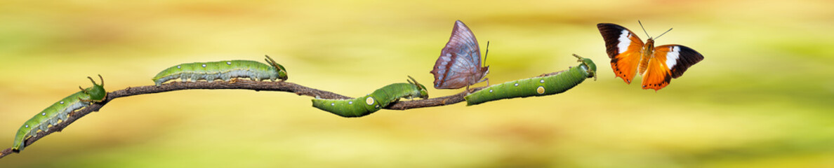 Caterpillar and Tawny Rajah butterfly