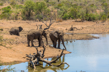 Fototapeta premium Elephant country