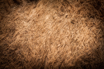 Camel fur backgroubd