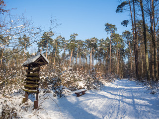 Piękny pogodny zimowy mroźny dzień w lesie. Spacer ścieżką dydaktyczną - obrazy, fototapety, plakaty