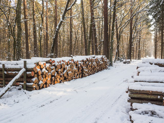 Wycinka drzew, drewno i bale drewniane w lesie, piękny pogodny zimowy mroźny dzień w lesie