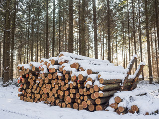 Wycinka drzew, drewno i bale drewniane w lesie, piękny pogodny zimowy mroźny dzień w lesie