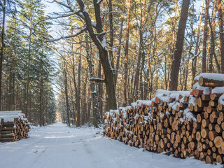 Wycinka drzew w lesie © jakubczajkowski