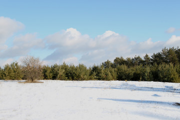 Маленькие сосны © VictorTim