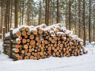 Wycinka drzew, drewno i bale drewniane w lesie, zimowy mroźny dzień w lesie