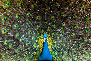 Beautiful male peacock with feathers out