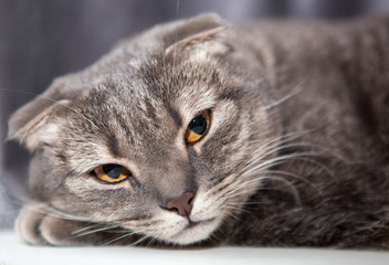 Scottish Fold with tricky glance
