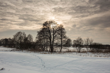 Winter landscape of frosty trees