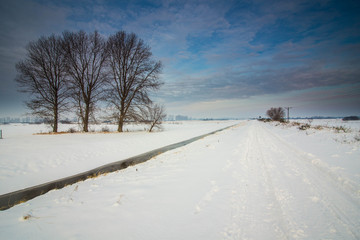 Fototapeta na wymiar Winter landscape of frosty trees