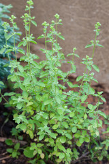 Oregano plant growing in the garden