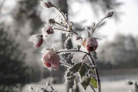 Rote Rose bedeckt mit Frost
