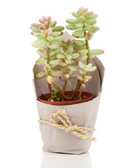 Adromischus houseplant in paper packaging, on a white background