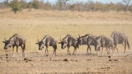 Fototapeta na wymiar Wildebeest procession, Kruger Park, South Africa