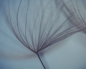 Dandelion abstract background. Shallow depth of field.