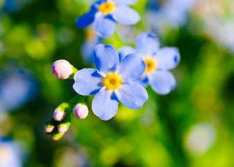 Forget-me-flower close up.