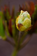 Closeup of a rhododendron bud
