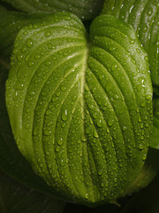 Obraz premium Hosta leaf