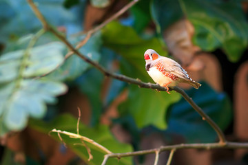 Zebra finch (Taeniopygia guttata) sitting on a branch
