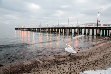 Swan on the beach in Gdynia Orlowo