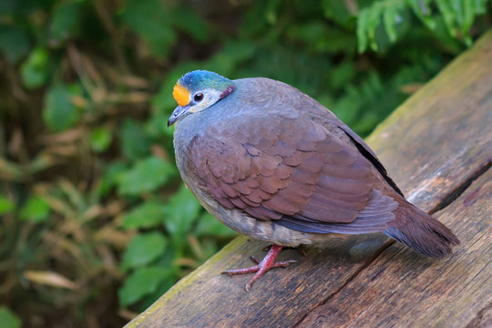The Sulawesi ground dove (Gallicolumba tristigmata) also known as yellow-breasted ground dove