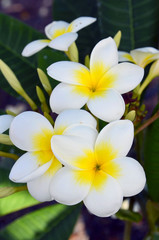 Fototapeta na wymiar Tropical flowers Frangipani (Plumeria).