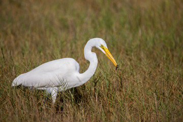 Great Egret with Small Frog
