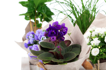 blue Saintpaulia, among the other flowers