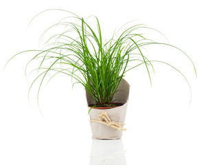 Cyperus zumula in paper packaging, on a white background.