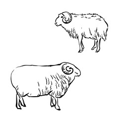 Isolated hand drawn sheeps