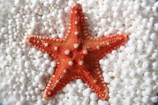 390+ Red Starfish Stock Photos, Pictures & Royalty-Free Images