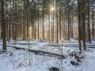 Piękny pogodny zimowy mroźny dzień w lesie