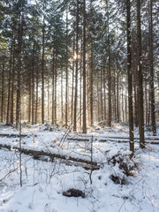 Piękny pogodny zimowy mroźny dzień w lesie