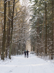 Wycieczka na narty biegowe w piękny pogodny zimowy mroźny dzień w lesie