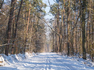 Leśna droga pokryta śniegiem w słoneczny zimowy mroźny dzień © jakubczajkowski