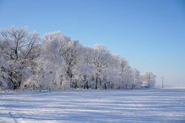 Bäume am Feldrand im Winter