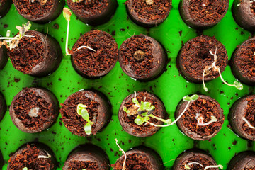 A bunch of baby plants