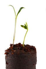 Two green sprouts