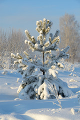 Fototapeta na wymiar Cold winter Christmas Tree covered with snow