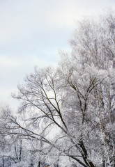 trees with hoarfrost