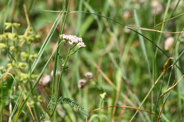 Schafgarbe auf Wiese