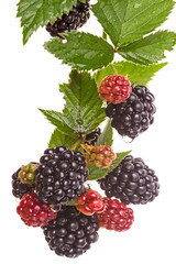 Large blackberry on a branch