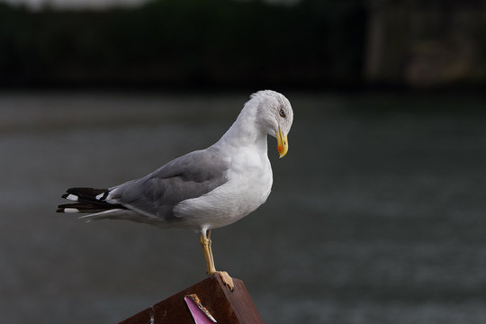 Seagull maiking her toillet