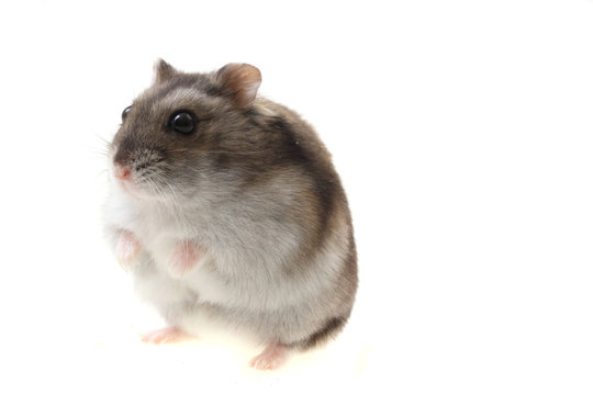 young dzungarian hamster