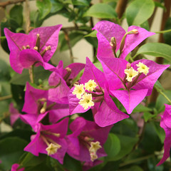 Bougainvillier