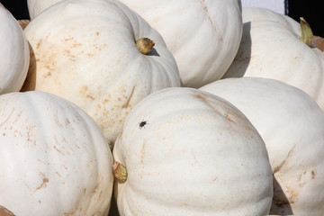 Freshly cut ripe, white, pumpkins from the garden patch, ready for sale
	
