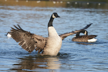 Canada Goose, Branta canadensis