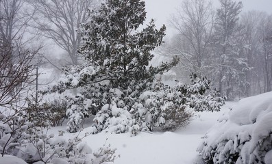 Winter snow storm blizzard Jonas 